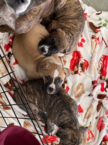 Bull and Terrier – bully pups