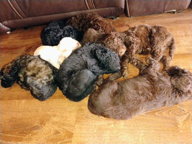 Labradoodle – labradoodle puppies – Las Vegas