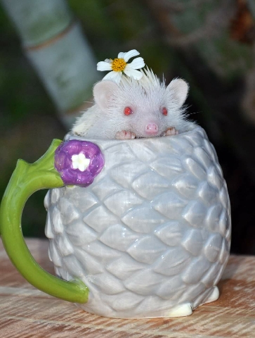 hedgehog – Albino Hedgehog