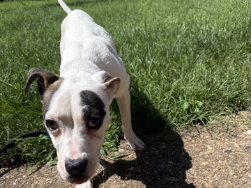 American Pit Bull Terrier – Tierra – Midlothian