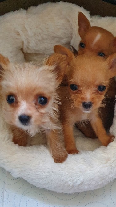 Chihuahua – Chorkie pups two male Fawn colour