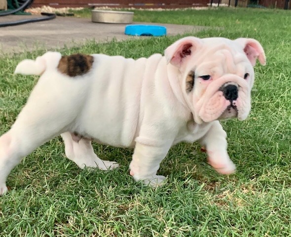Labrador Retriever – Top quality English bulldog puppies - KC registere