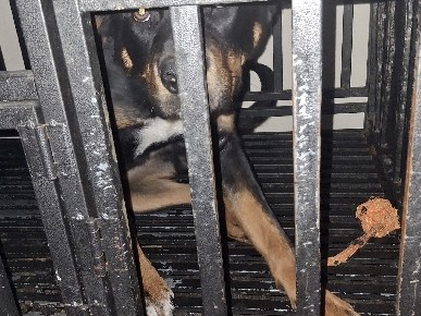 Cordell Walker the dog