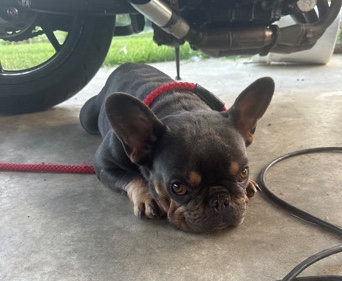 French Bulldog – Cannot care for her any longer; Griselda