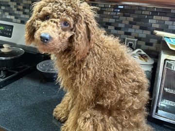 Cavapoo – Cavapoo – East Syracuse