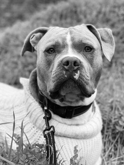 American Pit Bull Terrier – Rambo Rehome
