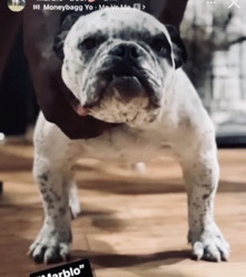 American Bulldog – Exotic Micro Bully