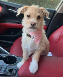 Parson Russell Terrier – look to rehome