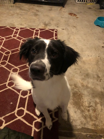 Border Collie – Zeus
