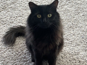 Rehoming – Phoenix
