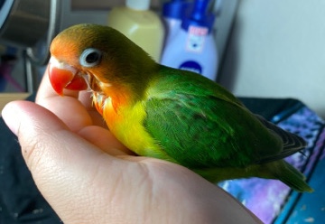 lovebird