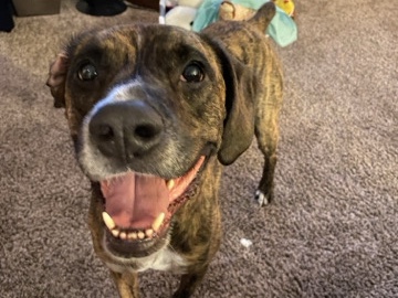 Mixed Breed – Senior Dog needs Loving Home – Greenhills