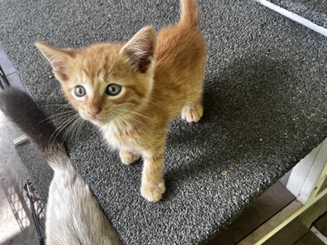kittens rehoming – Waverly