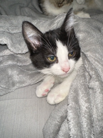 12 week old kittens