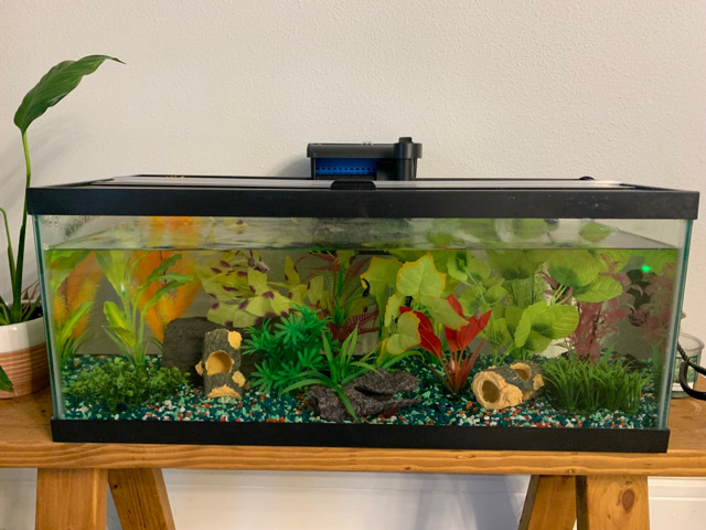 Betta – Betta Sorority
