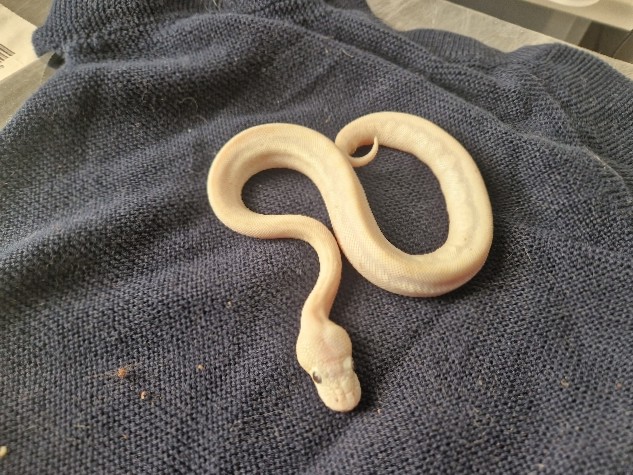 Any – Royal python