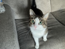 Looking for a new loving home – Lawrence