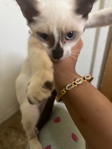 Siamese – Siamese kitten