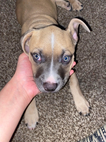 American Pit Bull Terrier – American Pitbull Puppy