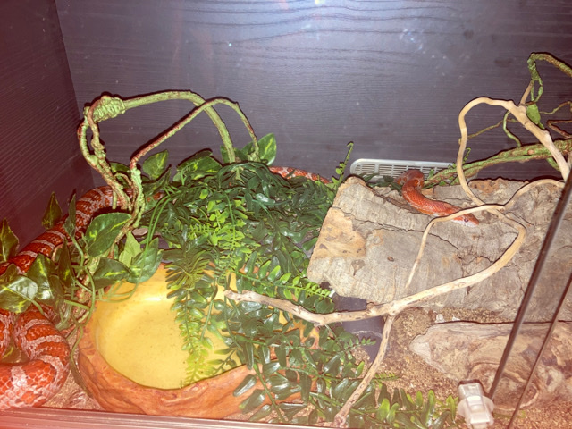 Cornsnake + Setup