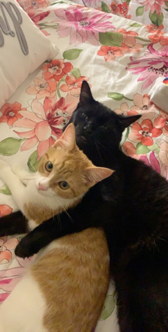 Burmese – 2 inseparable cats