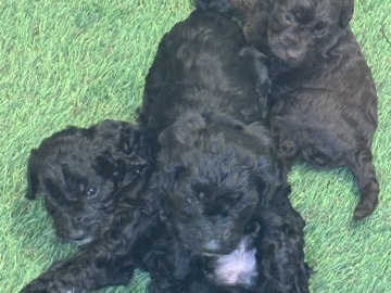 Cockapoo – cockapoo – York