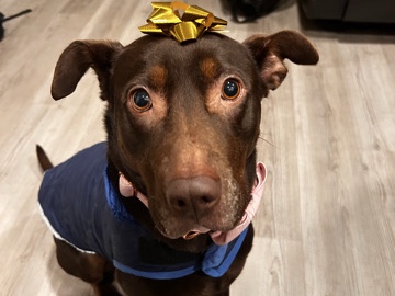 Labrador Retriever – Rehoming My Beautiful Dog Nola – Providence