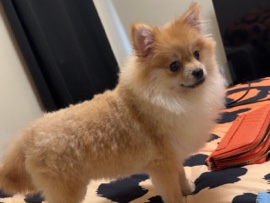 Pomeranian – Pomeranian – Woodruff