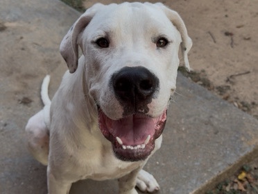 Dogo Argentino – Dogo argentino/ puppy “Niko” – Houston