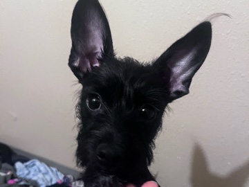 Chihuahua – Kiko – Fresno