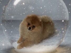 Pomeranian – pomeranien BoBi❤️ – Rosenheim