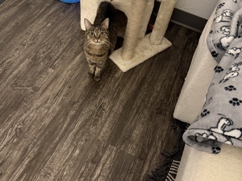 American Shorthair – Rain – Lexington
