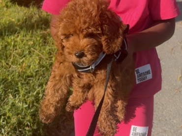 Poodle - canine poodle for sale available for adoption in Dubai