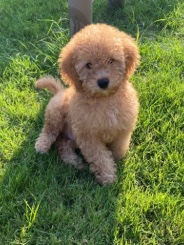 Micro mini labradoodle