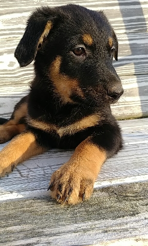 German Shepherd – rehoming puppies