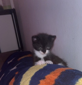 Kitten found