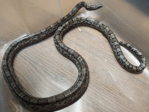 Grey Rat Snake Up for Adoption