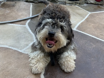Shih Poo – I am looking for a lovable home! – Lewisville