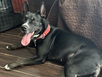 American Pit Bull Terrier – husky/putbull mix