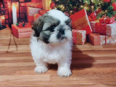 Shih Tzu – Seu Natal mais feliz