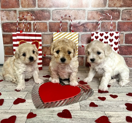 Poodle – Maltipoo pupies