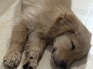 Golden Retriever – toffee – Gadhinglaj