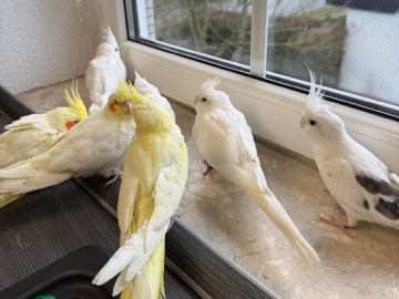 Zahme Nymphensittiche verschiedener Farben