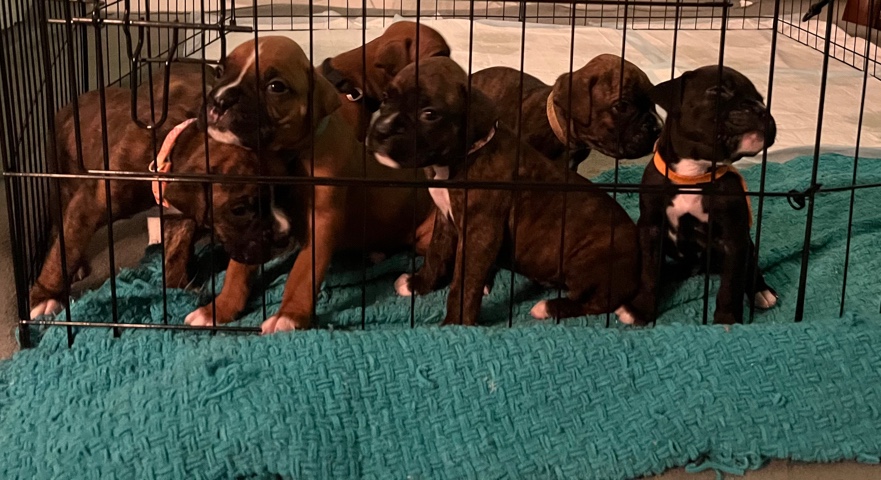 Boxer – AKC Boxer Puppies!