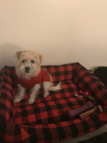 Shih Tzu – No pets allowed!!
