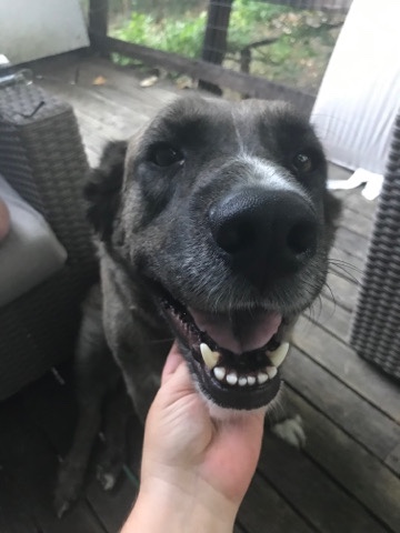 Catahoula Cur – 8 Year old altered Male Lab cross