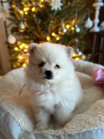Pomeranian – Pomeranian puppies