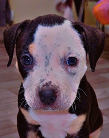 American Bulldog – American Johnstone pup – Haddington