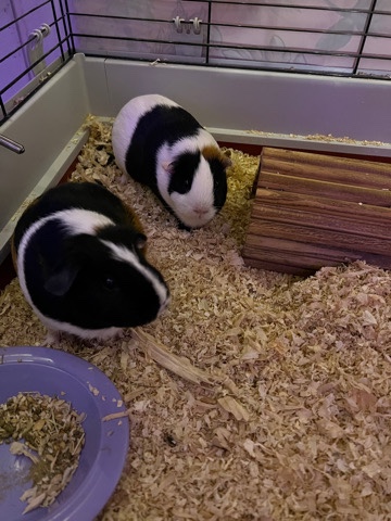Any – 2 Guinea pigs