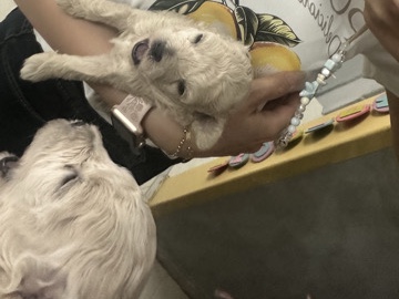 teacup toy poodle – Al Ain
